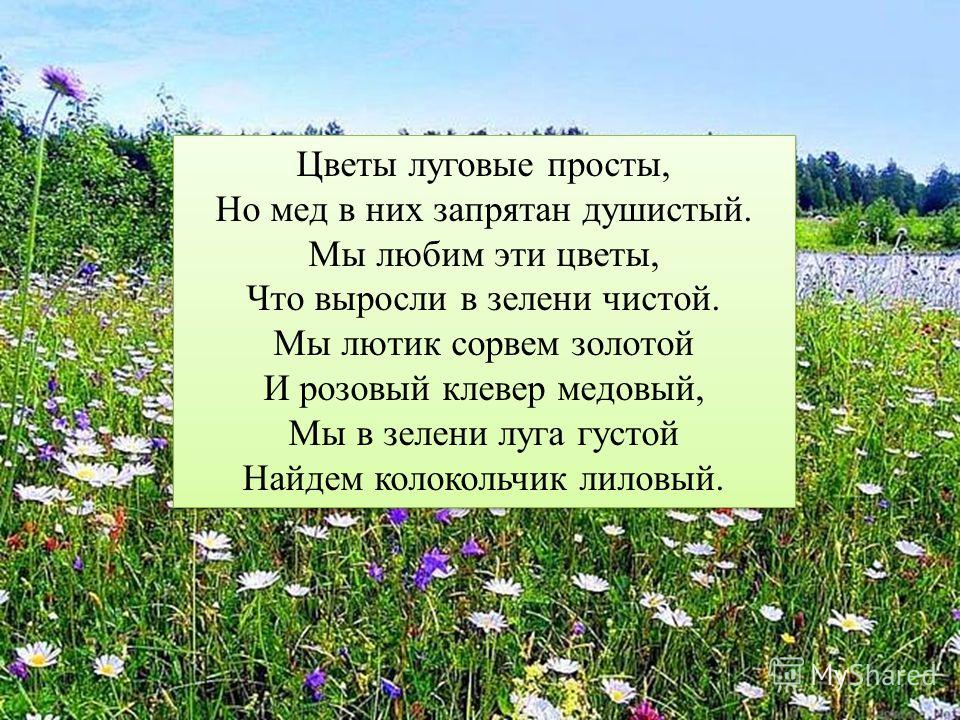 Мед луговые цветы Мед луговые цветы