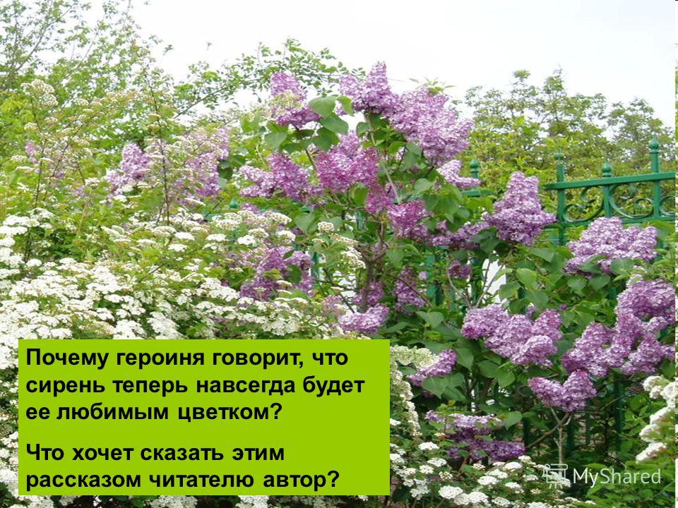 Что связано с сиренью Что связано с сиренью
