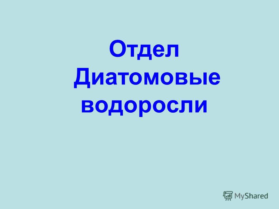 Презентация Многообразие Водорослей 6 Класс Презентация Многообразие Водорослей 6 Класс