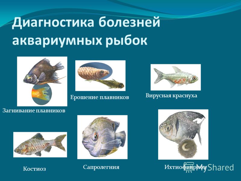 Диагностика болезней аквариумных рыбок Загнивание плавников Ерошение плавников Вирусная краснуха СапролегнияИхтиофтириоз Костиоз