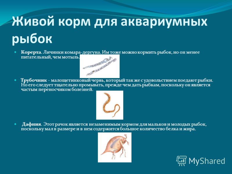 Живой корм для аквариумных рыбок Корерта. Личинки комара-дергуна. Им тоже можно кормить рыбок, но он менее питательный, чем мотыль. Трубочник - малоще