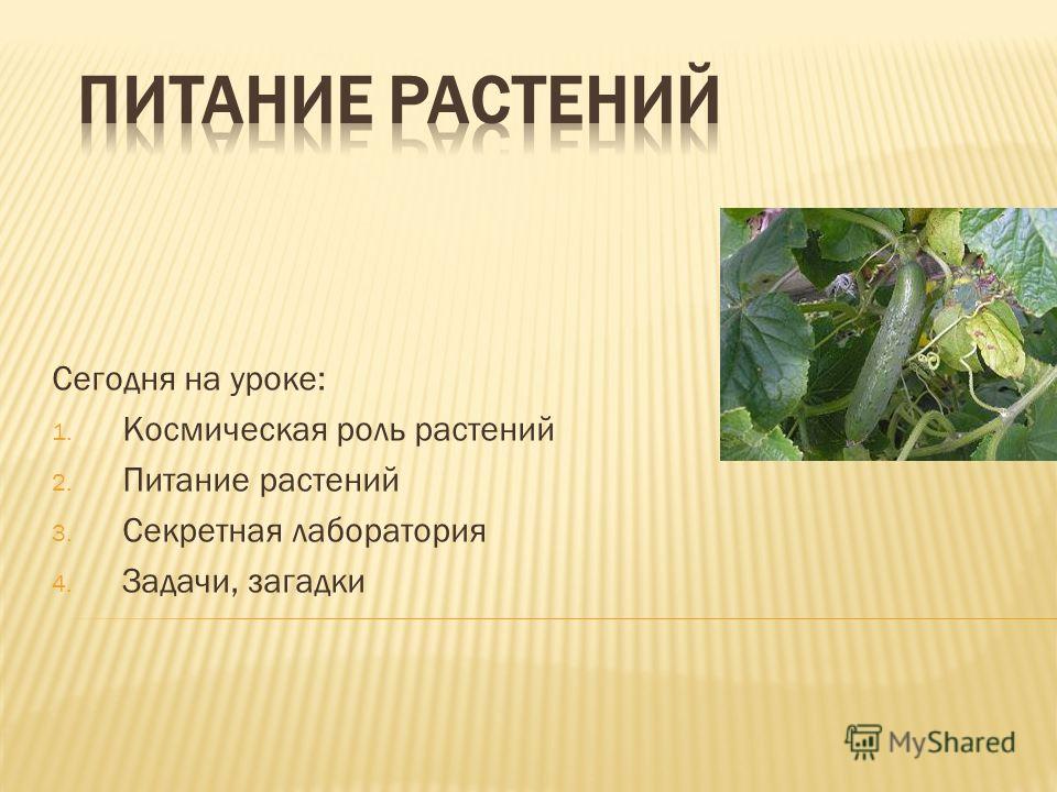 Роль растений 2 питание растений Роль растений 2 питание растений
