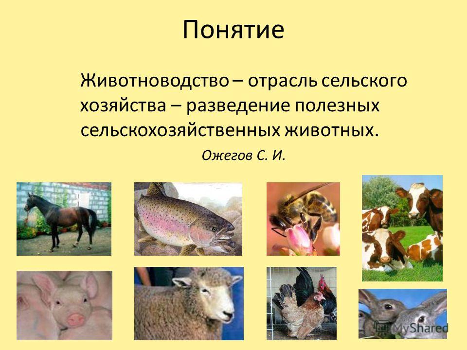 Жизненный сценарий - Психологос «Хочу вже» - необычные, прикольные и оригинальные подарки