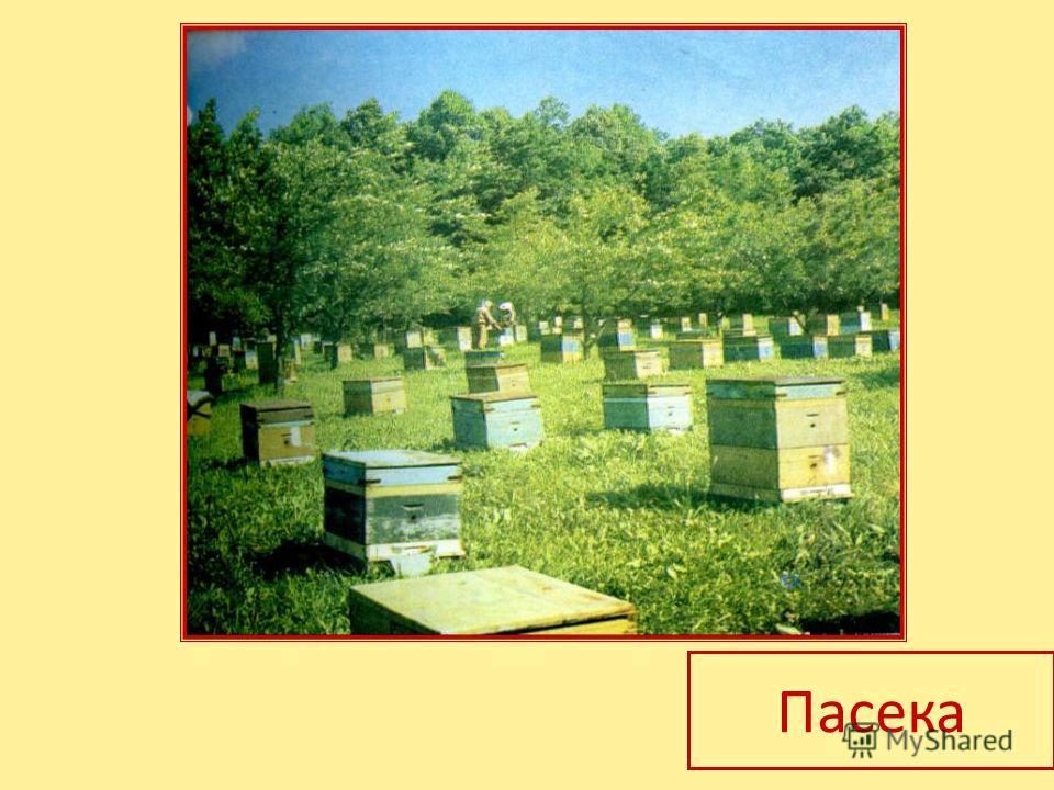 Познавательно речевое развитие ребенка дошкольника по фгт презентация