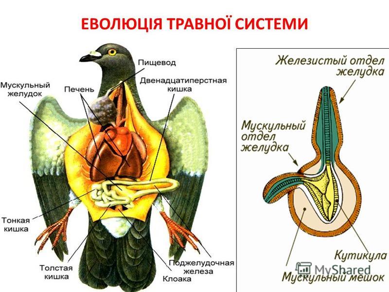 Что находится внутри птицы Презентация на тему: "Цілі і завдання уроку: Ознайомитися з еволюцією травної си