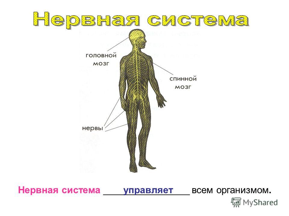организм человека без паразитов организм человека без паразитов
