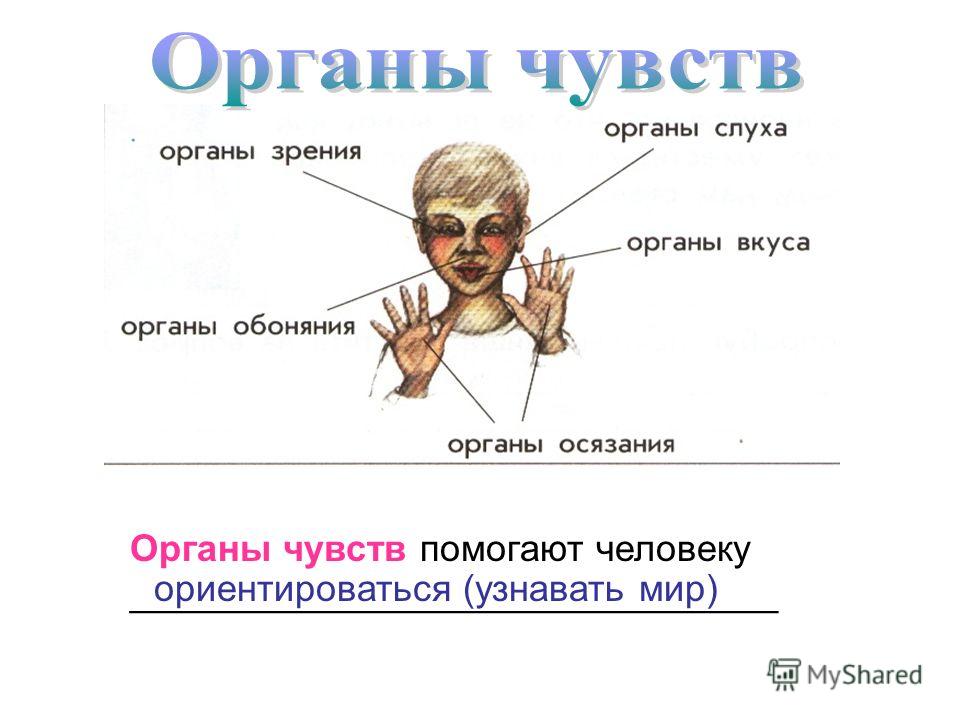доклад по теме лесные птицы