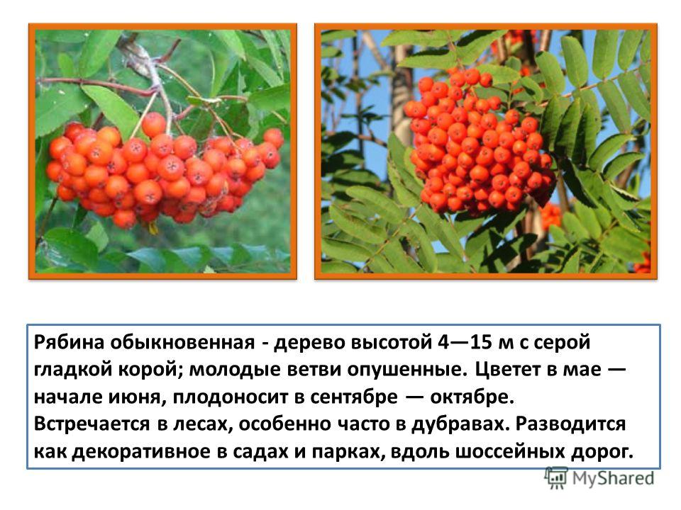 Лекарственные Растения Оренбургской Области Презентация
