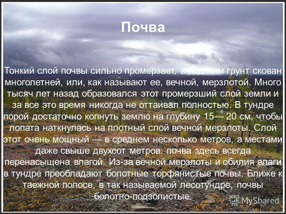 Презентация По Теме Тундра Презентация По Теме Тундра