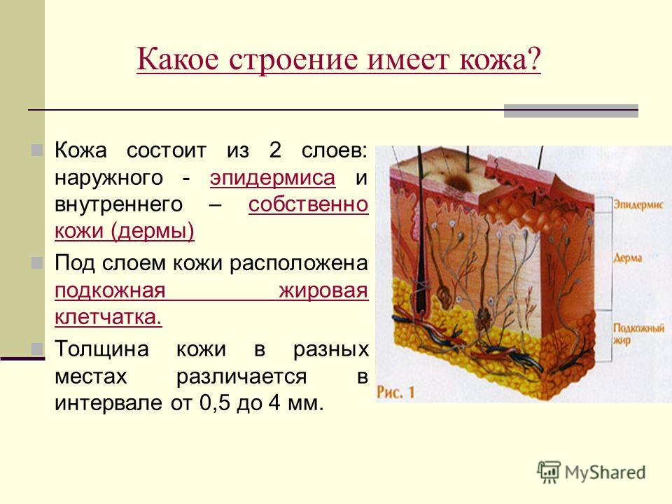 Толщина кожи на пальцах Толщина кожи на пальцах