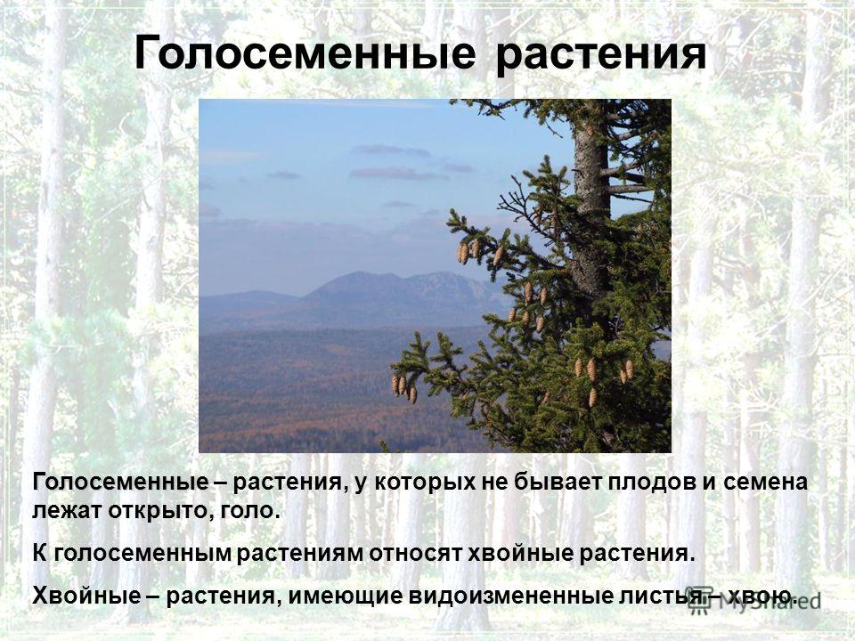 Чем отличается ель от сосны? Описание деревьев, виды и сорта Голосеменные растения - признаки, отдел, размножение