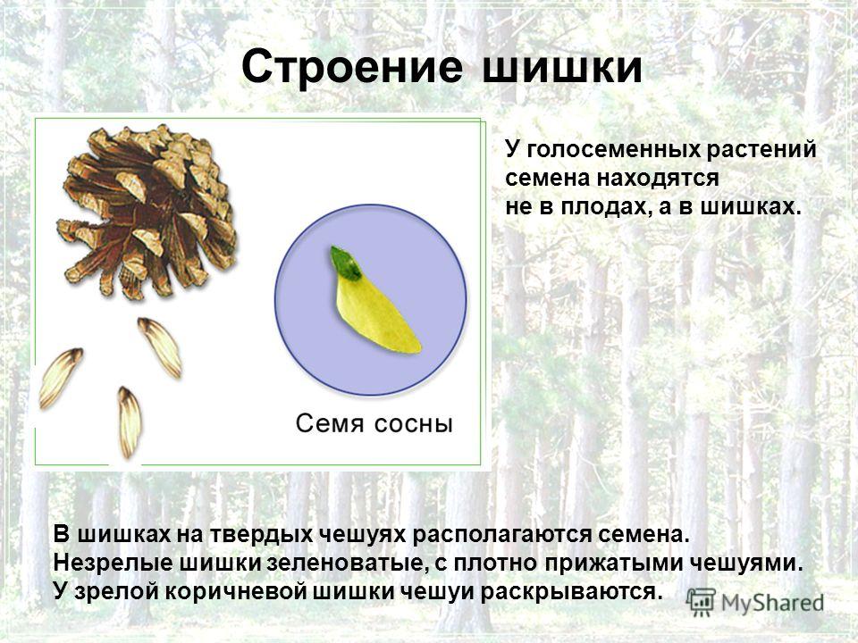 Строение семена сосны Строение семена сосны