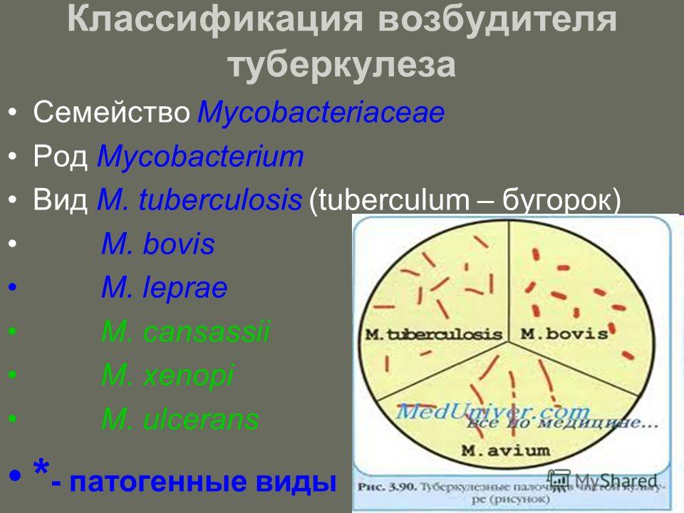 Гдз он-лайн егэ денищева