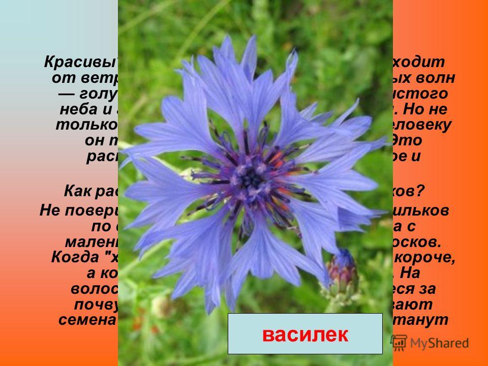Семена цепляющиеся Семена цепляющиеся