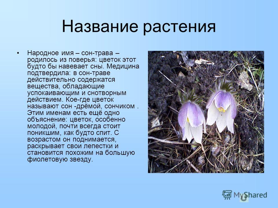 Самые редкие растения занесенные в Красную книгу России Дроплак. ру Самые редкие растения в мире: фото, названия список Красной книги