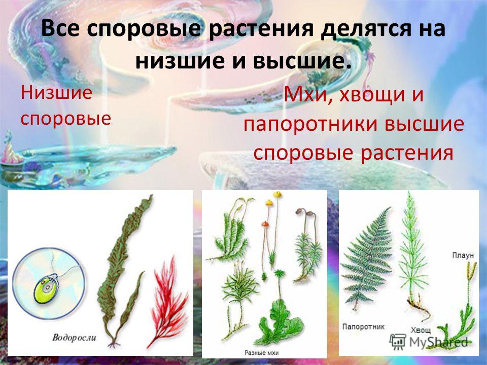 Ктп биология сонин 10 класс