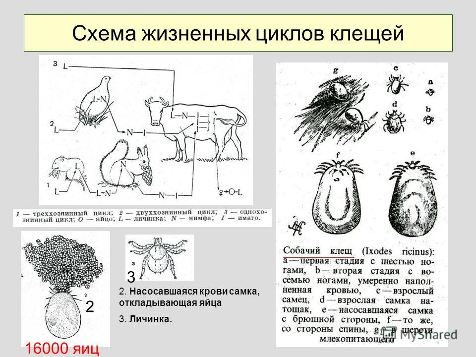 Клещ сидит в одежде Клещ сидит в одежде