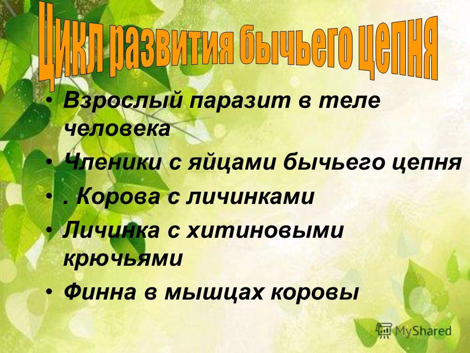 виды паразитов в организме человека виды паразитов в организме человека