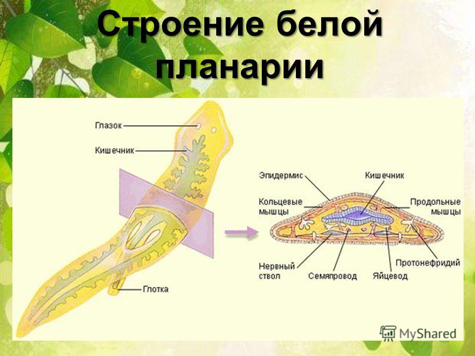 плоские черви у человека лечение плоские черви у человека лечение