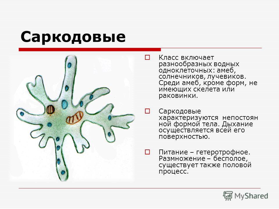Бесполое Размножение Организмов 9 Класс Презентация