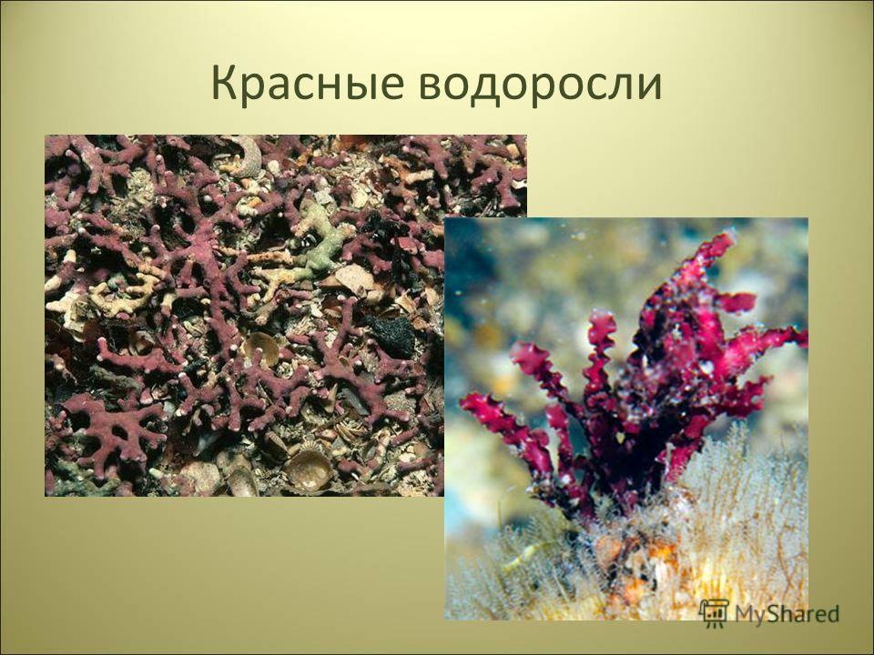 изготовление планктона для ловли толстолобика своими руками изготовление планктона для ловли толстолобика своими руками