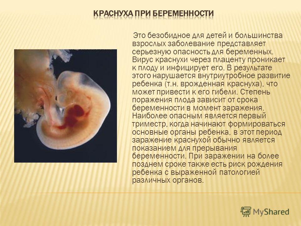 Это безобидное для детей и большинства взрослых заболевание представляет серьезную опасность для беременных. Вирус краснухи через плаценту проникает к