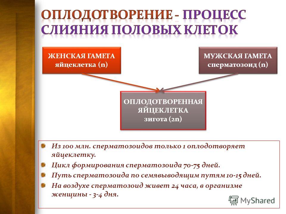 Пирсинг клитор половые губы