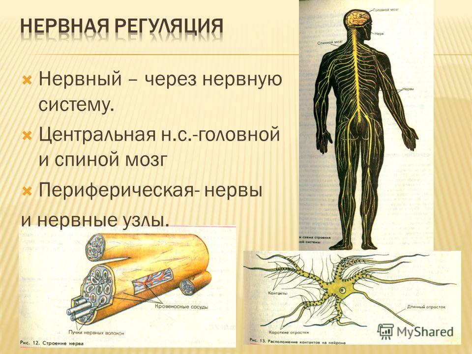 Нервный – через нервную систему. Центральная н.с.-головной и спиной мозг Периферическая- нервы и нервные узлы.