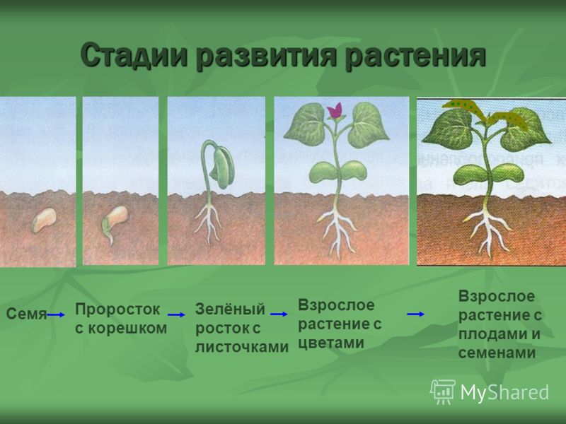 как пить одуванчик для очищения печени как пить одуванчик для очищения печени