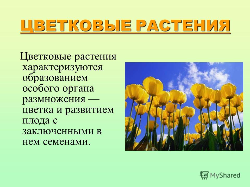 Сорт винограда князь трубецкой фото и описание Сорт винограда князь трубецкой фото и описание