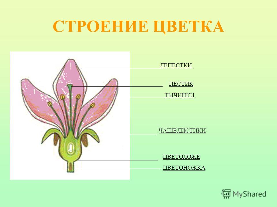 Вышивка и схема цветка розы Вышивка и схема цветка розы