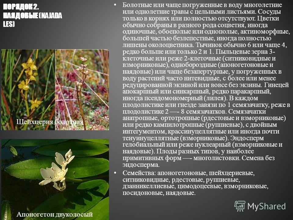 В цветках однополые или обоеполые В цветках однополые или обоеполые