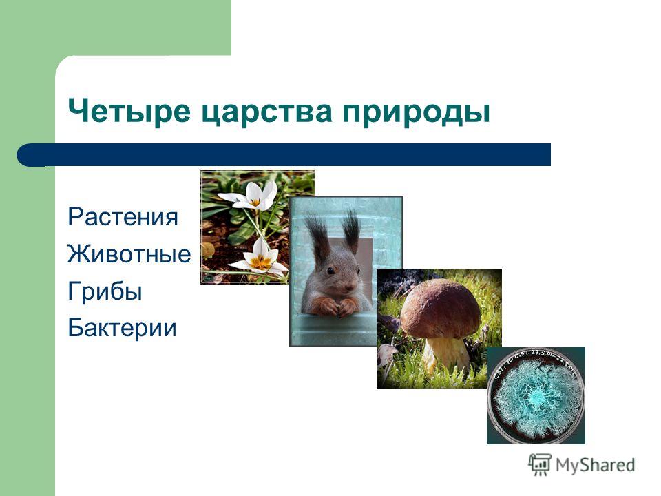 Царство Животные Презентация 5 Класс