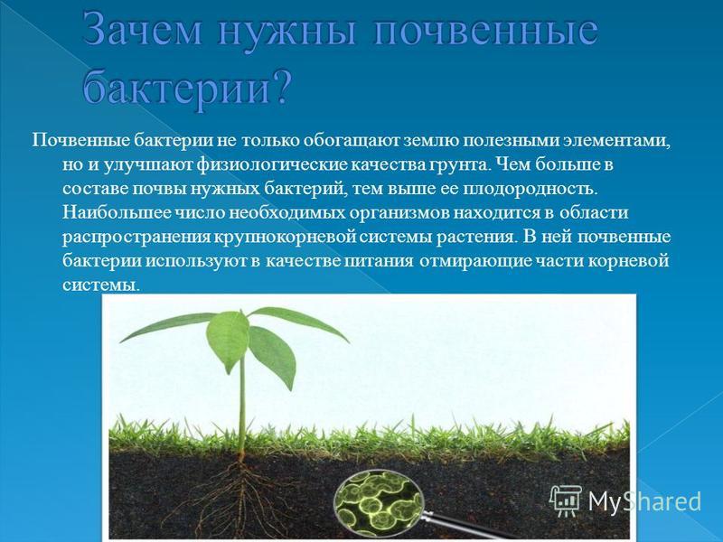 Корневая система бобовых растений - MosRosa.ru