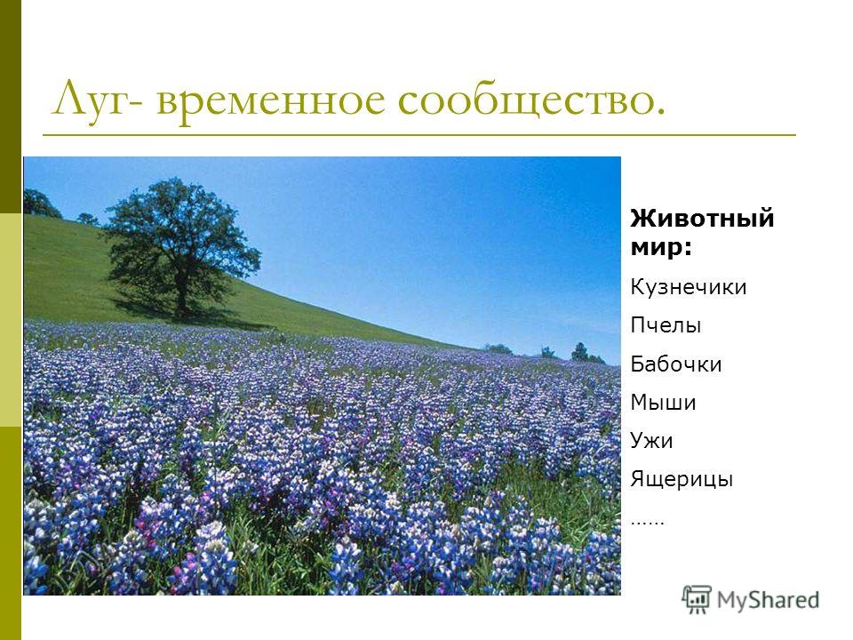 Поле Искусственное Сообщество Поле Искусственное Сообщество