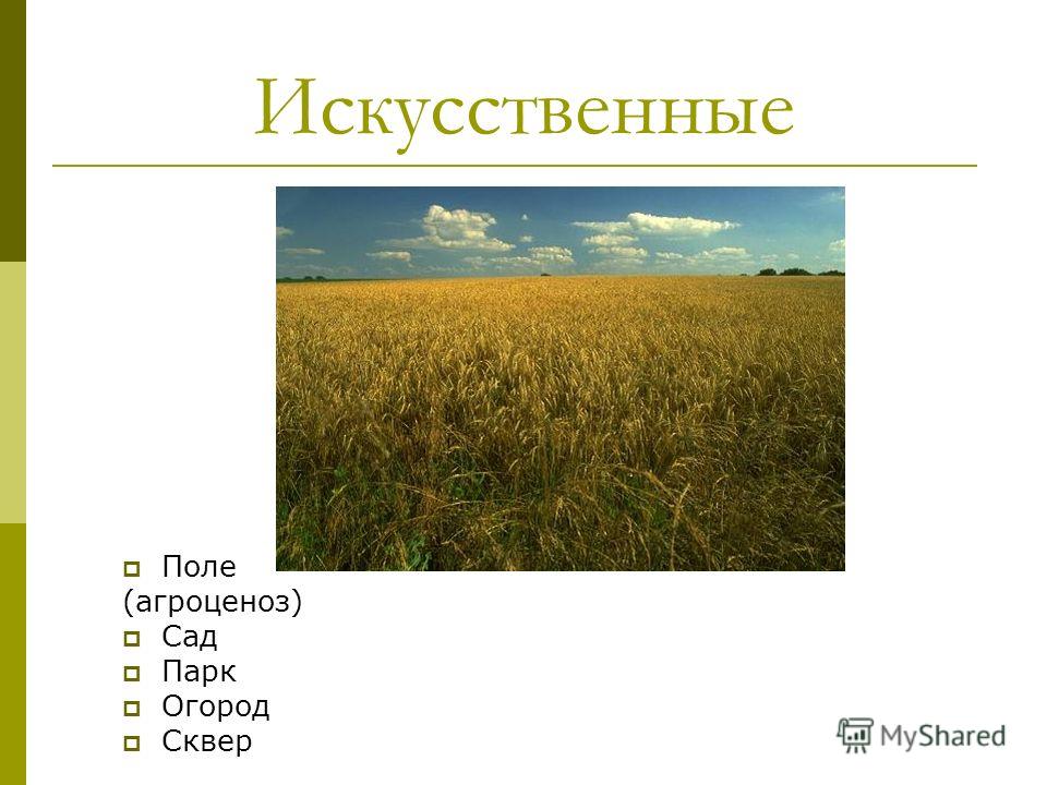 Поле Искусственное Сообщество Поле Искусственное Сообщество