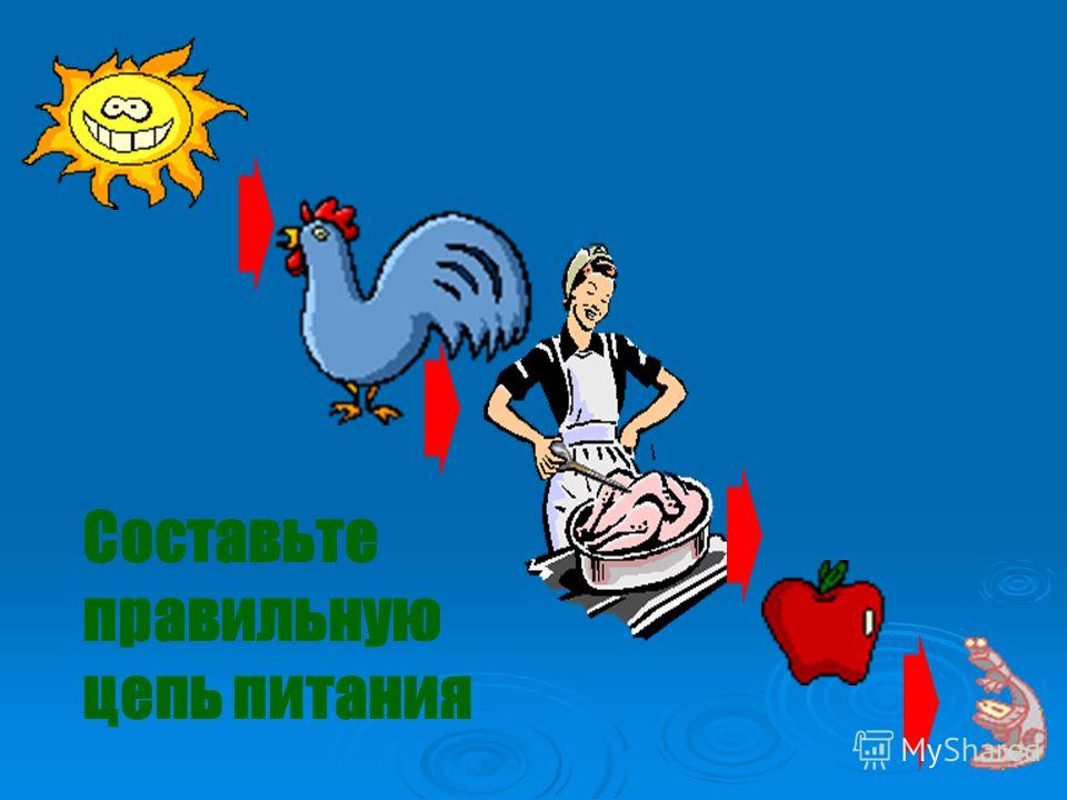 Какие животные связаны с растениями Какие животные связаны с растениями