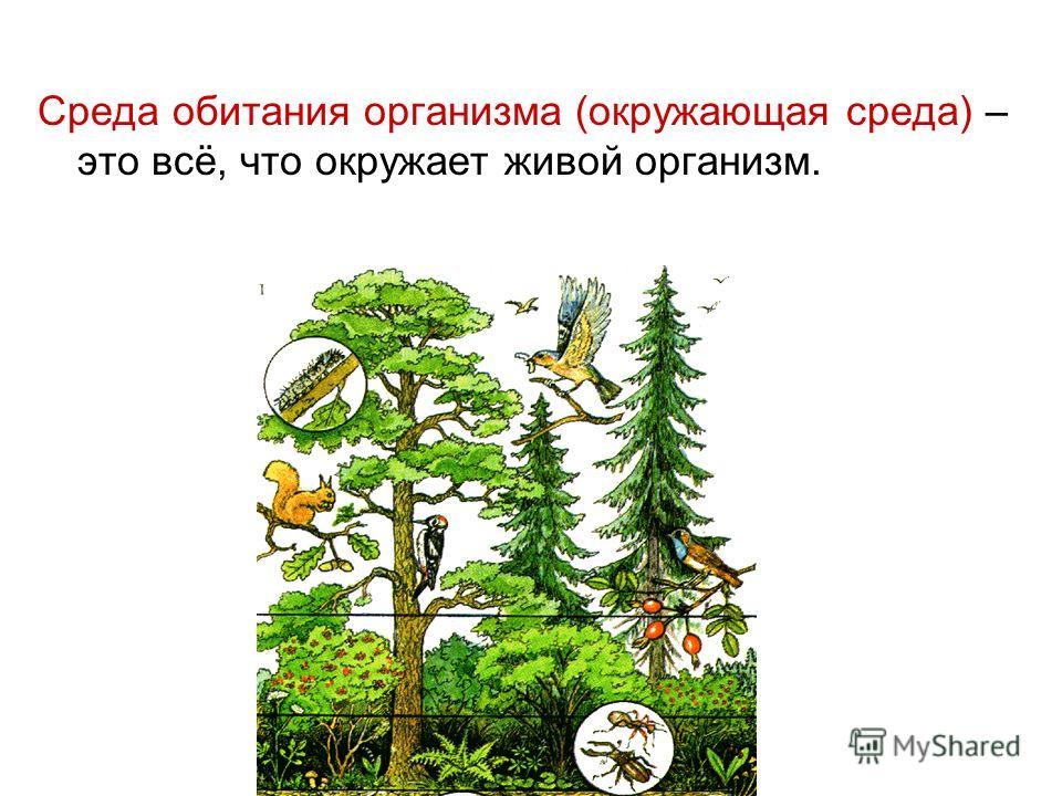 организм среда обитания паразита организм среда обитания паразита