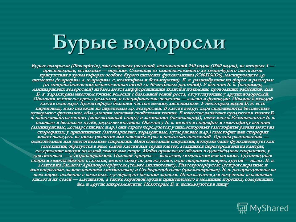 Бурые Водоросли Презентация