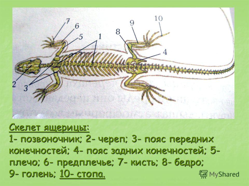 Позвоночник хвост Позвоночник хвост