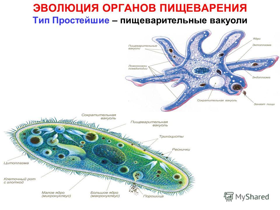 тип круглые черви паразиты человека тип круглые черви паразиты человека