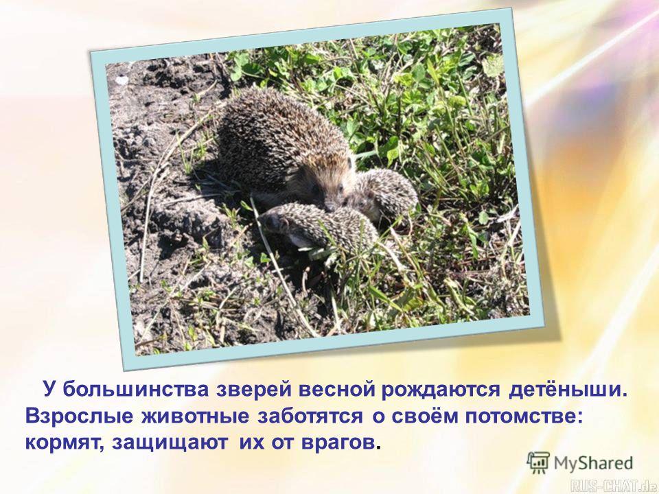 животные весной презентация скачать животные весной презентация скачать