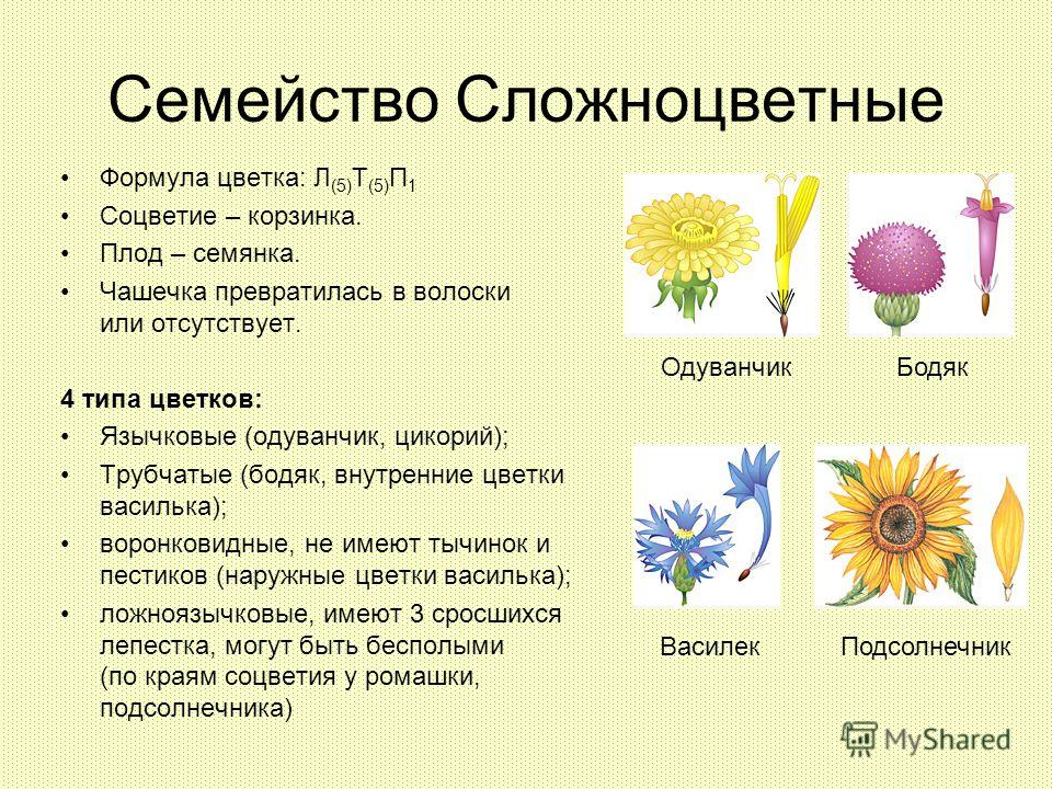 Формула цветка в семействе сложноцветных Формула цветка в семействе сложноцветных