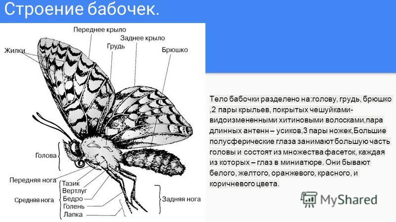 Реферат: Отряд Чешуекрылые, или бабочки