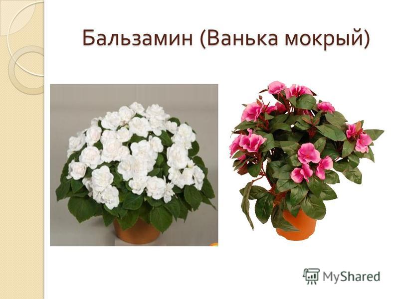 Цветы уход за ванькой мокрым в домашних условиях 107