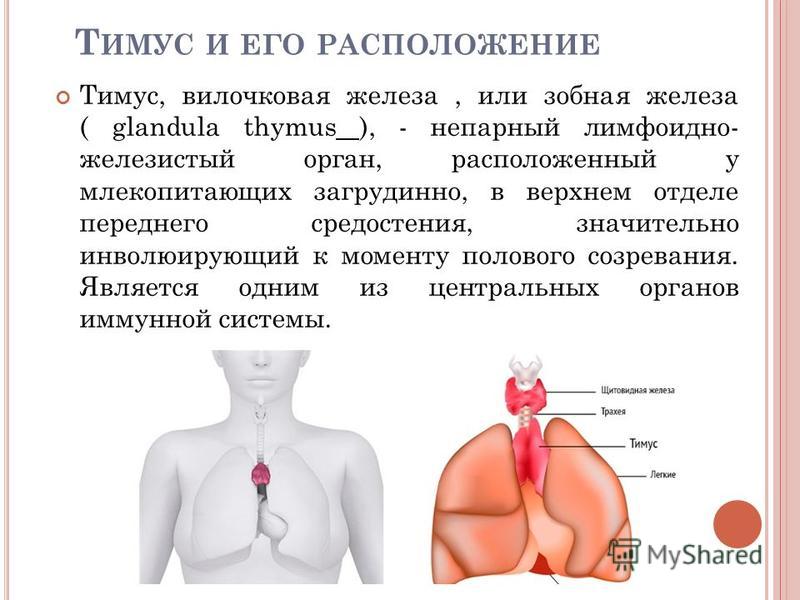 Зобная вилочковая железа расположение значение
