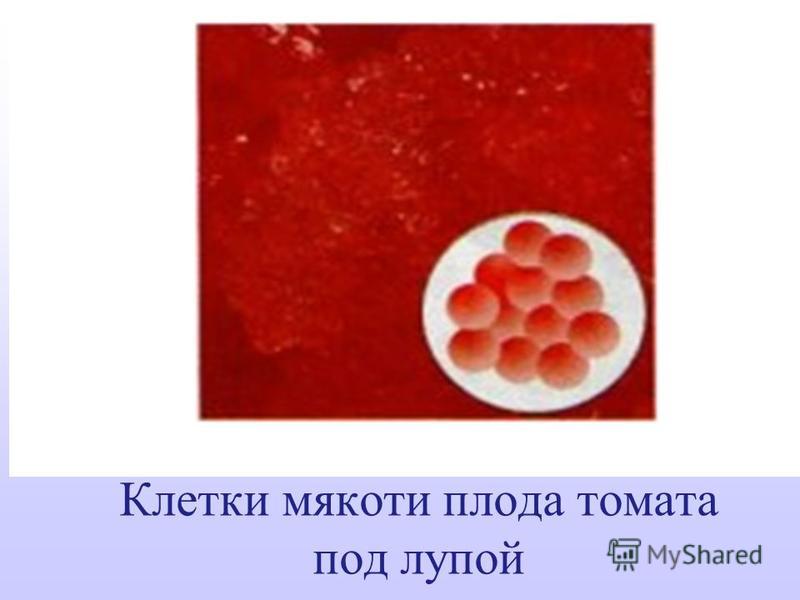 Клетки мякоти плода томата под лупой