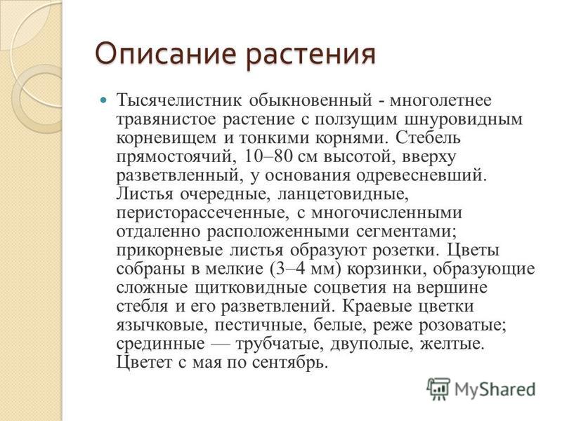 Тысячелистник вяжущее Тысячелистник вяжущее
