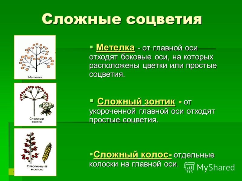 Ромашка цветки или соцветия Ромашка цветки или соцветия