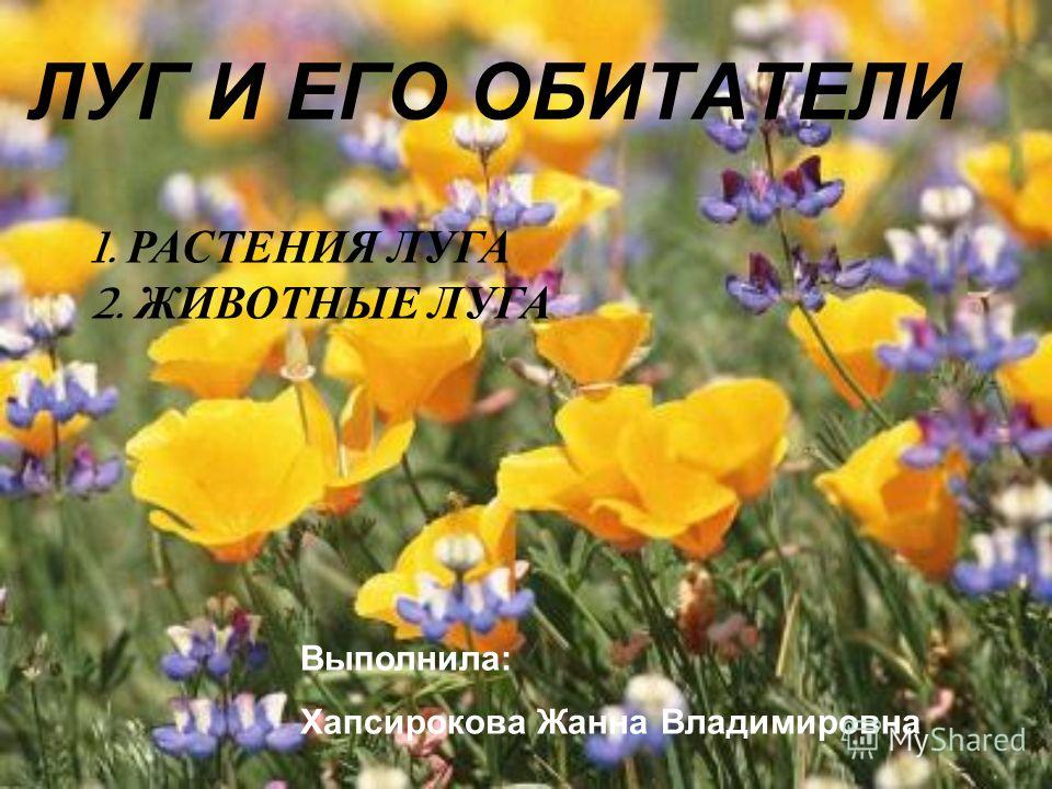 трава тысячелистника обыкновенного от паразитов трава тысячелистника обыкновенного от паразитов